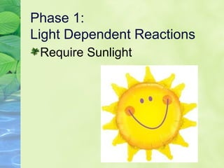 Phase 1: 
Light Dependent Reactions 
Require Sunlight 
 
