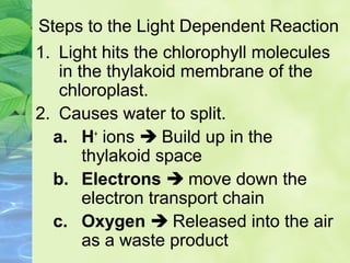 Steps to the Light Dependent Reaction 
1. Light hits the chlorophyll molecules 
in the thylakoid membrane of the 
chloroplast. 
2. Causes water to split. 
a. H+ ions  Build up in the 
thylakoid space 
b. Electrons  move down the 
electron transport chain 
c. Oxygen  Released into the air 
as a waste product 
 