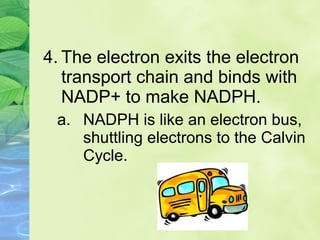 4. The electron exits the electron 
transport chain and binds with 
NADP+ to make NADPH. 
a. NADPH is like an electron bus, 
shuttling electrons to the Calvin 
Cycle. 
 