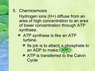 5. Chemiosmosis 
Hydrogen ions (H+) diffuse from an 
area of high concentration to an area 
of lower concentration through ATP 
synthase. 
ATP synthase is like an ATP 
turbine. 
Its job is to attach a phosphate to 
an ADP to make 
ATP 
ATP is transferred to the Calvin 
Cycle 
 