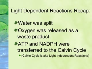 Light Dependent Reactions Recap: 
Water was split 
Oxygen was released as a 
waste product 
ATP and NADPH were 
transferred to the Calvin Cycle 
(Calvin Cycle is aka Light Independent Reactions) 
 