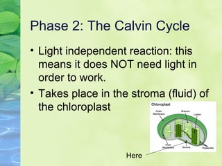 Phase 2: The Calvin Cycle 
• Light independent reaction: this 
means it does NOT need light in 
order to work. 
• Takes place in the stroma (fluid) of 
the chloroplast 
Here 
 