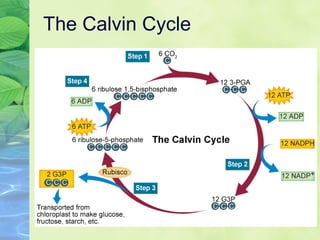 The Calvin Cycle 
 