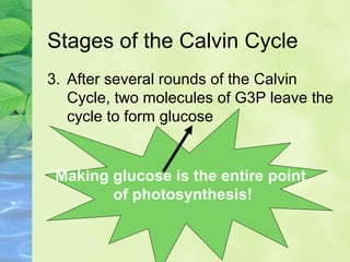 Stages of the Calvin Cycle 
3. After several rounds of the Calvin 
Cycle, two molecules of G3P leave the 
cycle to form glucose 
Making glucose is the entire point 
of photosynthesis! 
 