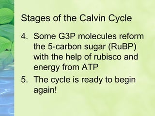 Stages of the Calvin Cycle 
4. Some G3P molecules reform 
the 5-carbon sugar (RuBP) 
with the help of rubisco and 
energy from ATP 
5. The cycle is ready to begin 
again! 
 