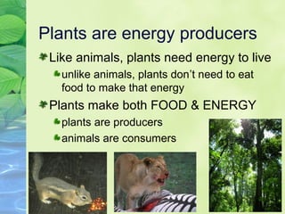 Plants are energy producers 
Like animals, plants need energy to live 
unlike animals, plants don’t need to eat 
food to make that energy 
Plants make both FOOD & ENERGY 
plants are producers 
animals are consumers 
 