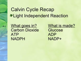 Calvin Cycle Recap 
Light Independent Reaction 
What is made? 
Glucose 
ADP 
NADP+ 
What goes in? 
Carbon Dioxide 
ATP 
NADPH 
 