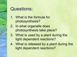 Questions: 
1. What is the formula for 
photosynthesis? 
2. In what organelle does 
photosynthesis take place? 
3. What is used by a plant during the 
light dependent reactions? 
4. What is released by a plant during the 
light dependent reactions? 
 