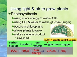 Using light & air to grow plants 
Photosynthesis 
using sun’s energy to make ATP 
using CO2 & water to make glucose (sugar) 
occurs in chloroplasts 
allows plants to grow 
makes a waste product 
(ATP) = used to build the sugar 
oxygen (O2) 
carbon sun 
dioxide 
+ water + energy 
® glucose + oxygen 
6CO2 6H2O C6H12O6 6O2 sun 
energy + + ®
 + 
 