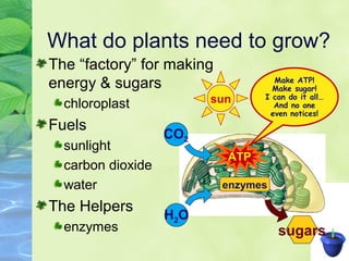 What do plants need to grow? 
The “factory” for making 
energy & sugars 
chloroplast 
Fuels 
sunlight 
carbon dioxide 
water 
The Helpers 
H2O 
enzymes 
sugars 
ATP 
Make ATP! 
Make sugar! 
I can do it all… 
And no one 
even notices! 
enzymes 
CO2 
sun 
 