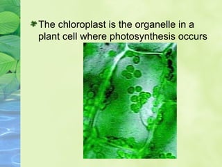 The chloroplast is the organelle in a 
plant cell where photosynthesis occurs 
 