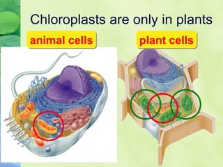 Chloroplasts are only in plants 
aanniimmaall cceellllss ppllaanntt cceellllss 
 