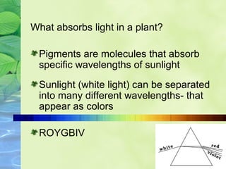 What absorbs light in a plant? 
Pigments are molecules that absorb 
specific wavelengths of sunlight 
Sunlight (white light) can be separated 
into many different wavelengths- that 
appear as colors 
ROYGBIV 
 