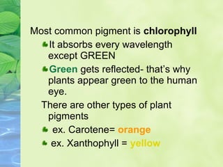 Most common pigment is chlorophyll 
It absorbs every wavelength 
except GREEN 
Green gets reflected- that’s why 
plants appear green to the human 
eye. 
There are other types of plant 
pigments 
ex. Carotene= orange 
ex. Xanthophyll = yellow 
 