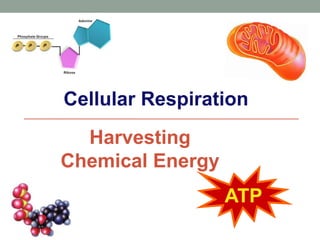 Cellular Respiration 
Harvesting 
Chemical Energy 
ATP 
 