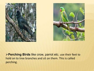 Perching Birds like crow, parrot etc. use their feet to 
hold on to tree branches and sit on them. This is called 
perching. 
 