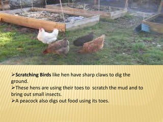 Scratching Birds like hen have sharp claws to dig the 
ground. 
These hens are using their toes to scratch the mud and to 
bring out small insects. 
A peacock also digs out food using its toes. 
 
