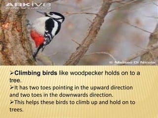 Climbing birds like woodpecker holds on to a 
tree. 
It has two toes pointing in the upward direction 
and two toes in the downwards direction. 
This helps these birds to climb up and hold on to 
trees. 
 