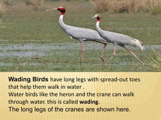 Wading Birds have long legs with spread-out toes 
that help them walk in water . 
Water birds like the heron and the crane can walk 
through water. this is called wading. 
The long legs of the cranes are shown here. 
 