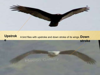 A bird flies with Upstrok upstroke and down stroke of its wings. 
e 
Down 
stroke 
 