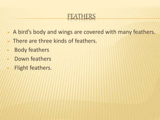 FEATHERS 
 A bird’s body and wings are covered with many feathers. 
 There are three kinds of feathers. 
 Body feathers 
 Down feathers 
 Flight feathers. 
 