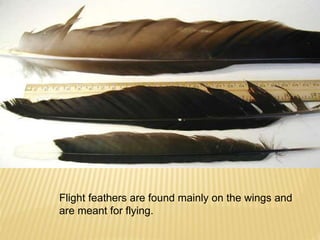 Flight feathers are found mainly on the wings and 
are meant for flying. 
 