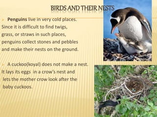 BIRDS AND THEIR NESTS 
 Penguins live in very cold places. 
Since it is difficult to find twigs, 
grass, or straws in such places, 
penguins collect stones and pebbles 
and make their nests on the ground. 
 A cuckoo(koyal) does not make a nest. 
It lays its eggs in a crow’s nest and 
lets the mother crow look after the 
baby cuckoos. 
 