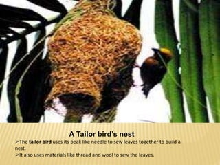 A Tailor bird’s nest 
The tailor bird uses its beak like needle to sew leaves together to build a 
nest. 
It also uses materials like thread and wool to sew the leaves. 
 