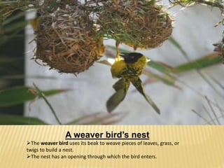A weaver bird’s nest 
The weaver bird uses its beak to weave pieces of leaves, grass, or 
twigs to build a nest. 
The nest has an opening through which the bird enters. 
 
