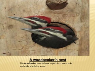A woodpecker’s nest 
The woodpecker uses its beak to peck into tree trunks 
and make a hole for a nest. 
 