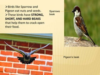 Sparrows 
beak 
Pigeon’s beak 
Birds like Sparrow and 
Pigeon eat nuts and seeds. 
These birds have STRONG, 
SHORT, AND HARD BEAKS 
that help them to crack open 
their food. 
 