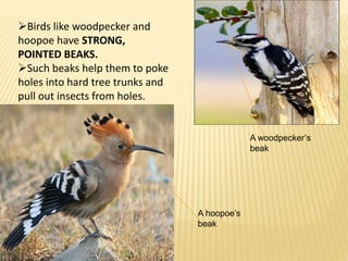 A woodpecker’s 
beak 
A hoopoe’s 
beak 
Birds like woodpecker and 
hoopoe have STRONG, 
POINTED BEAKS. 
Such beaks help them to poke 
holes into hard tree trunks and 
pull out insects from holes. 
 