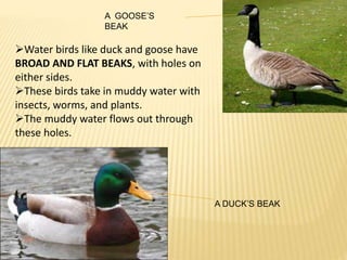 A DUCK’S BEAK 
A GOOSE’S 
BEAK 
Water birds like duck and goose have 
BROAD AND FLAT BEAKS, with holes on 
either sides. 
These birds take in muddy water with 
insects, worms, and plants. 
The muddy water flows out through 
these holes. 
 