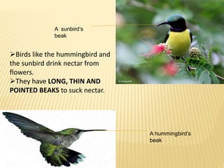 A hummingbird’s 
beak 
A sunbird’s 
beak 
Birds like the hummingbird and 
the sunbird drink nectar from 
flowers. 
They have LONG, THIN AND 
POINTED BEAKS to suck nectar. 
 