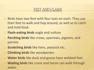 FEET AND CLAWS 
 Birds have two feet with four toes on each. They use 
their feet to walk and hop around, as well as to catch 
and hold food. 
 Flesh-eating birds eagle and vulture 
 Perching birds like crows, sparrows, pigeons, and 
parrots 
 Scratching birds like hens, peacock etc. 
 Climbing birds like woodpecker. 
 Water birds like duck and goose have webbed feet. 
 Wading birds like crane and heron can walk through 
water. 
 