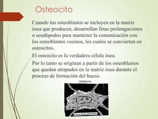 Osteocito 
Cuando los osteoblastos se incluyen en la matriz 
ósea que producen, desarrollan finas prolongaciones 
o seudóp...