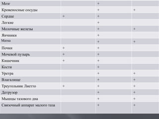 Мозг + 
Кровеносные сосуды + + 
Сердце + + 
Легкие + 
Молочные железы + + 
Яичники + 
Матка + + 
Почки + + 
Мочевой пузырь + + 
Кишечник + + 
Кости + 
Уретра + + 
Влагалище + + 
Треугольник Лиетто + + + 
Детрузор + + 
Мышцы тазового дна + + 
Связочный аппарат малого таза + + 
 