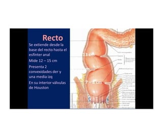 8.  patologia colo rectal