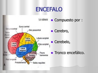 ENCEFALO 
 Compuesto por : 
 Cerebro, 
 Cerebelo, 
 Tronco encefálico. 
 