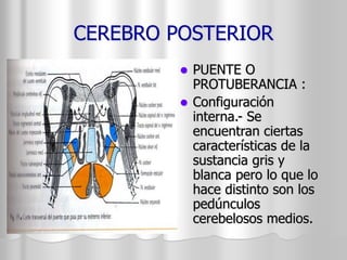 CEREBRO POSTERIOR 
 PUENTE O 
PROTUBERANCIA : 
 Configuración 
interna.- Se 
encuentran ciertas 
características de la 
sustancia gris y 
blanca pero lo que lo 
hace distinto son los 
pedúnculos 
cerebelosos medios. 
 