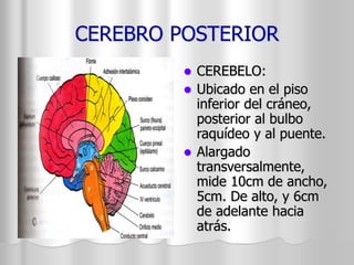 CEREBRO POSTERIOR 
 CEREBELO: 
 Ubicado en el piso 
inferior del cráneo, 
posterior al bulbo 
raquídeo y al puente. 
 Alargado 
transversalmente, 
mide 10cm de ancho, 
5cm. De alto, y 6cm 
de adelante hacia 
atrás. 
 