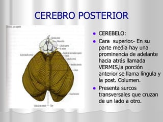 CEREBRO POSTERIOR 
 CEREBELO: 
 Cara superior.- En su 
parte media hay una 
prominencia de adelante 
hacia atrás llamada 
VERMIS,la porción 
anterior se llama língula y 
la post. Columen. 
 Presenta surcos 
transversales que cruzan 
de un lado a otro. 
 