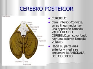 CEREBRO POSTERIOR 
 CEREBELO: 
 Cara inferior.-Convexa, 
en su linea media hay 
una depresión llamada 
VALLÉCULA DEL 
CEREBELO.,en cuyo fondo 
hay una saliente llamada 
VERMIS. 
 Hacia su parte mas 
anterior y media se 
encuentra la AMIGDALA 
DEL CEREBELO. 
 