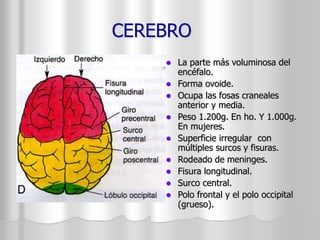 CEREBRO 
 La parte más voluminosa del 
encéfalo. 
 Forma ovoide. 
 Ocupa las fosas craneales 
anterior y media. 
 Peso 1.200g. En ho. Y 1.000g. 
En mujeres. 
 Superficie irregular con 
múltiples surcos y fisuras. 
 Rodeado de meninges. 
 Fisura longitudinal. 
 Surco central. 
 Polo frontal y el polo occipital 
(grueso). 
 