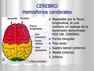 CEREBRO 
Hemisferios cerebrales 
 Separados por la fisura 
longitudinal, la cual 
contiene un repliege de la 
duramadre denominada 
HOZ DEL CEREBRO. 
 Forma trangular. 
 Tres caras: 
1. Supero lateral (externa) 
2. Medial (interna) 
3. Inferior. 
 