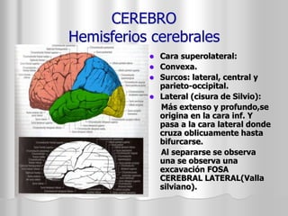 CEREBRO 
Hemisferios cerebrales 
 Cara superolateral: 
 Convexa. 
 Surcos: lateral, central y 
parieto-occipital. 
 Lateral (cisura de Silvio): 
Más extenso y profundo,se 
origina en la cara inf. Y 
pasa a la cara lateral donde 
cruza oblicuamente hasta 
bifurcarse. 
Al separarse se observa 
una se observa una 
excavación FOSA 
CEREBRAL LATERAL(Valla 
silviano). 
 