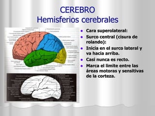 CEREBRO 
Hemisferios cerebrales 
 Cara superolateral: 
 Surco central (cisura de 
rolando): 
 Inicia en el surco lateral y 
va hacia arriba. 
 Casi nunca es recto. 
 Marca el limite entre las 
áreas motoras y sensitivas 
de la corteza. 
 