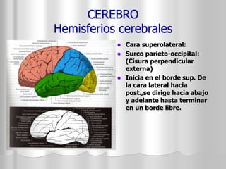 CEREBRO 
Hemisferios cerebrales 
 Cara superolateral: 
 Surco parieto-occipital: 
(Cisura perpendicular 
externa) 
 Inicia en el borde sup. De 
la cara lateral hacia 
post.,se dirige hacia abajo 
y adelante hasta terminar 
en un borde libre. 
 