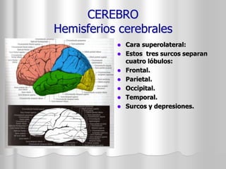 CEREBRO 
Hemisferios cerebrales 
 Cara superolateral: 
 Estos tres surcos separan 
cuatro lóbulos: 
 Frontal. 
 Parietal. 
 Occipital. 
 Temporal. 
 Surcos y depresiones. 
 