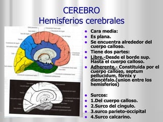 CEREBRO 
Hemisferios cerebrales 
 Cara media: 
 Es plana. 
 Se encuentra alrededor del 
cuerpo calloso. 
 Tiene dos partes: 
 Libre.-Desde el borde sup. 
Hasta el cuerpo calloso. 
 Adherente.- Constituida por el 
cuerpo calloso, septum 
pellucidum, förnix y 
diencéfalo.(union entre los 
hemisferios) 
 Surcos: 
 1.Del cuerpo calloso. 
 2.Surco del cíngulo. 
 3.surco parieto-occipital 
 4.Surco calcarino. 
 